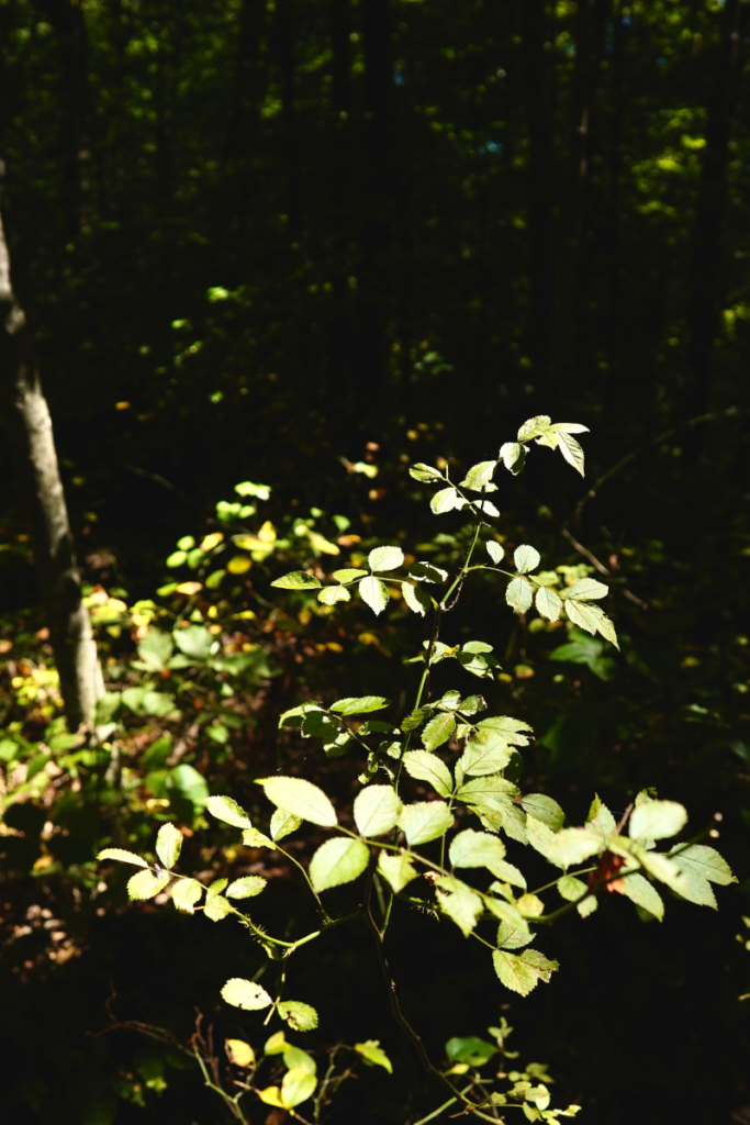 The Simple Joys of Existing